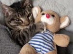 まるで人間の子供みたい！？くまの人形を抱えて寝る猫ちゃんが可愛すぎる…！