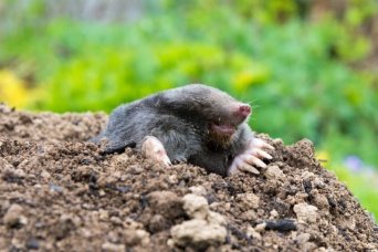 違う種類の生物がよく似た姿形に変化する「収斂進化」は頻繁に起きていることが判明