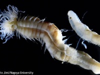 日本で青紫色に光る新種のゴカイが3種発見され、怪談にちなんだ名前が付けられる