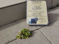 タイルの間で息づく〝ド根性絶滅危惧種〟にネット騒然　「こんなところに咲いとるやんけぇ！」