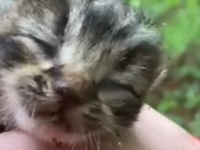 愛犬と散歩中に子猫を発見…と思ったらボブキャットベイビーだった！ボブキャット赤ちゃんとコーギー、森の中での出会い