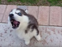 祝100万回再生突破！遠吠えの練習をする子犬ハスキーに胸キュン必至