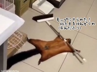 モップを倒したムササビ、白熱した死んだふりの演技
