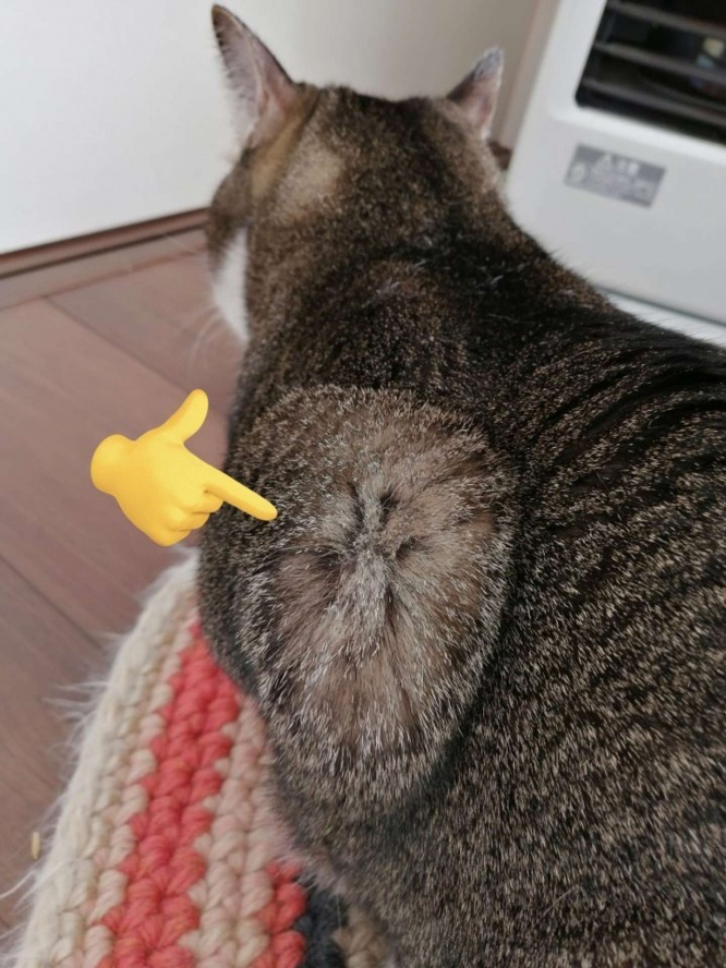 肩のように見える部分は肘とのこと