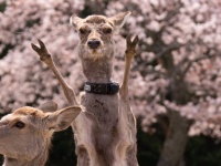 奈良公園で激写された〝野生のダブルピース〟に19万人驚たん　「人間入ってる」「ヒトヒトの実食べた？」