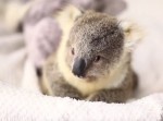 コアラの赤ちゃんってこんなに小っさい！　手のひらサイズでたまらない可愛さ
