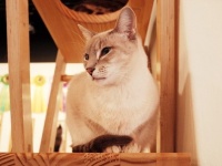 【心理テスト】動物のいるカフェに行くならどれがいい？　「あなたの合コン攻略法」