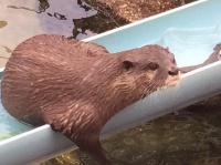 市川市動植物園の「流しカワウソ」（写真はすべて編集部撮影）