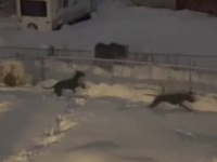 これは楽しそうだね！オンリー・イン・アラスカな雪の夜、ヘラジカとグレートデンが追いかけっこを楽しむ