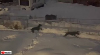 これは楽しそうだね！オンリー・イン・アラスカな雪の夜、ヘラジカとグレートデンが追いかけっこを楽しむ