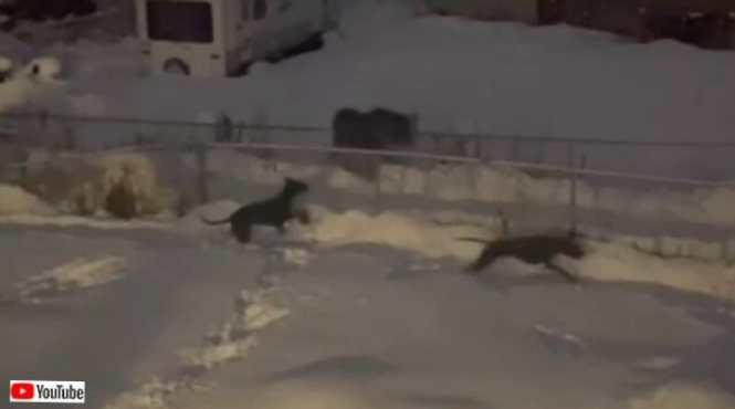 これは楽しそうだね!オンリー・イン・アラスカな雪の夜、ヘラジカとグレートデンが追いかけっこを楽しむ