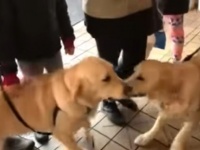 奇跡の再会。出会った瞬間にお互いに駆け寄っていった2匹の犬は、別の家族に引き取られた姉妹犬だった（アメリカ）