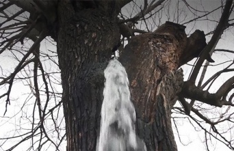 木の中からドクドクと水が湧き出る！まるで井戸のような桑の木（モンテネグロ）
