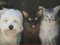 甘えん坊の愛猫の「モフって！構って！傍にいて！」彼と仲間たちのハッピーライフに密着してみた