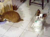 「食べたい。でも食べられない・・・」猫に餌を奪われてしまった犬たちの反応動画総集編