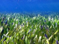 地球上最大の植物を発見。4500年間水中で生き延び、180キロに渡って広がる
