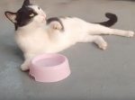 まるでテレビを見るおじさん！　だらしない格好で水を飲む猫。