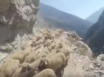 もはや恐怖映像…　“羊の大群”で狭くなった崖っぷちの道をバイクで走る！