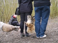 フクロウも液体なのか？わずか20cmの隙間から150cmの羽を通すフクロウのスゴ技