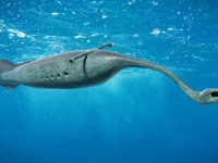 謎の古生物「タリーモンスター」は脊椎動物ではなかったことが突き止められる