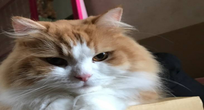 遺品整理クリーンサービスのプレスリリース画像