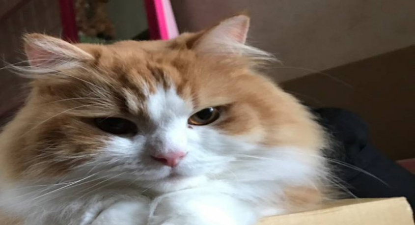 遺品整理クリーンサービスのプレスリリース画像