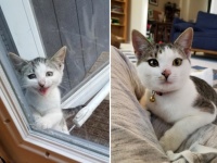庭をうろついていた4匹の子猫。そのうちの1匹だけが戻ってきた。時間を経て臆病な野良猫が室内猫になるまでの物語