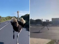 自動車なんかにゃ負けません。道路でダチョウが全力疾走し大渋滞を引き起こす