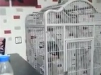 ゲホゲホッ・・・って人間そっくり！　飼い主の咳をマネるインコ