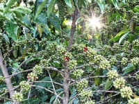 コーヒーの廃棄物が森を劇的に回復させるという研究結果が報告される
