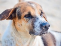 15年の歳月を経て犬用のがんワクチンが開発される