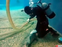 魚だってなでられたい。水槽清掃員にピタっと寄り添いなでてもらうのを待っている猫みたいな魚