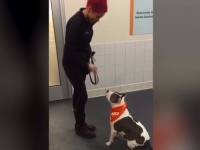 耳の聞こえない保護犬が手話を習得！【映像】