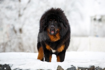 世界一高価な犬。約2億円で取引されたチベタン・マスティフ