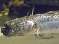 ワラスボの頭部（ふうけさん撮影、Wikimedia Commonsより）