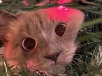 ツリーを飾って一週間…愛猫がついにツリーに侵入したようだ。ツリーと一体化した猫への海外の反応