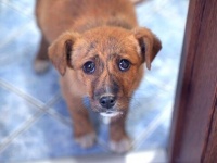 子犬「ボク、家の中に入ってもいいんですか？」初めて人のぬくもりに触れた野良子犬の幸せを守りたい