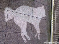 ベランダに完璧な犬の形をした輪郭が！いったい何が起きていたのか？