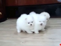 モフモフ毛玉が元気にコロコロ走り回るよ！ポメラニアンの子犬たちを愛でる動画