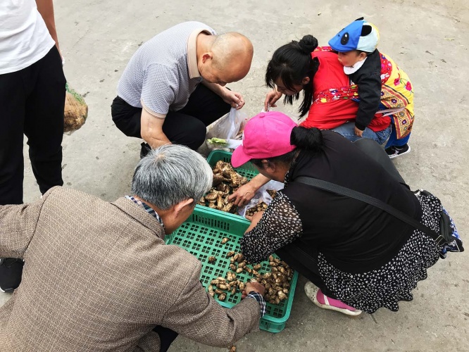 kinoko-china16