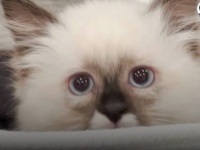 ネットの情報は間違いだった？初めて猫を飼い始めた女性、戸惑つつもノーキャットノーライフを理解する
