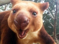 おだてなくても木に登る。知ってるカンガルーとは形状がだいぶ違う。「キノボリカンガルー」にズームイン！