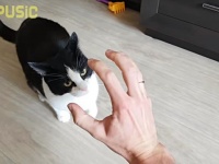 保護猫のプーシク、ご主人の腕を相手に仁義なき戦いを繰り広げる（引っかき傷注意）