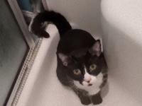猫のギズモさん、どうしてもお風呂に入りたくって巧みな肉球づかいでちゃっかり侵入