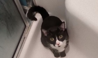 猫のギズモさん、どうしてもお風呂に入りたくって巧みな肉球づかいでちゃっかり侵入