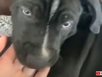 お手？オヤツ？それとも枕なのかな？ペットの前に手を差し出すとどうなるのか実験してみた結果