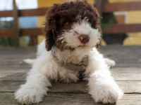 リアルここ掘れワンワン、飼い犬が100万円そうとうのコインを掘り当てる