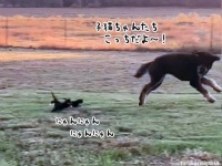 尊すぎる。大型犬が3匹の子猫と追いかけっこで遊ぶやさしい世界（セロトニン補給用）