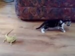 レーザービームで猫を攻撃するトカゲが強すぎる！