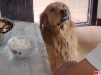 飼い主にもらったごはんを食べずに走り去るゴールデンレトリバー、その向かった先は？